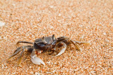 Sahilde yengeç