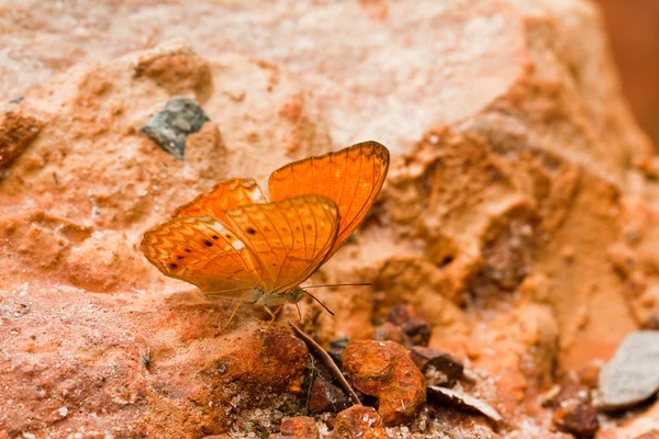 Motyl w pang sida park narodowy Tajlandia — Zdjęcie stockowe