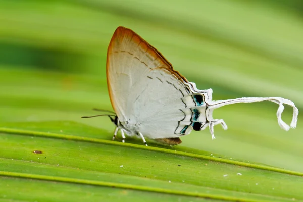 Farfalla nel pang sida parco nazionale della Thailandia — Foto Stock