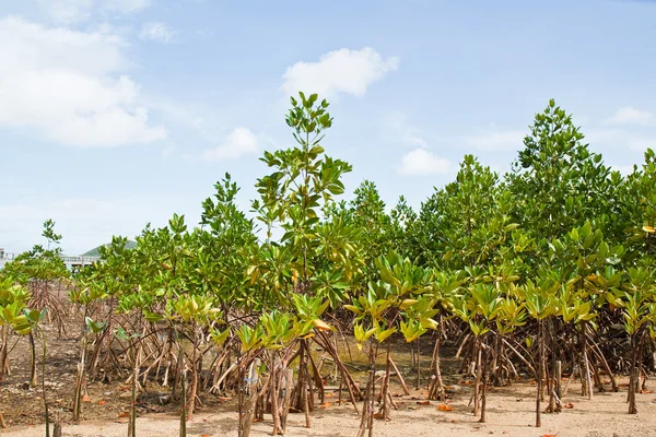 Mangrove Thailand. — Stockfoto