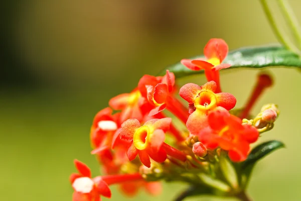 Цветы Вербена — стоковое фото