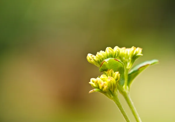 Verbenas blommor — Stockfoto