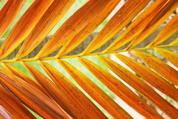 Palm leaf . — стокове фото