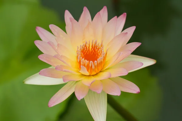 Geel water lily — Stockfoto