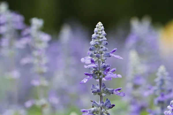 Flores de lavanda — Fotografia de Stock