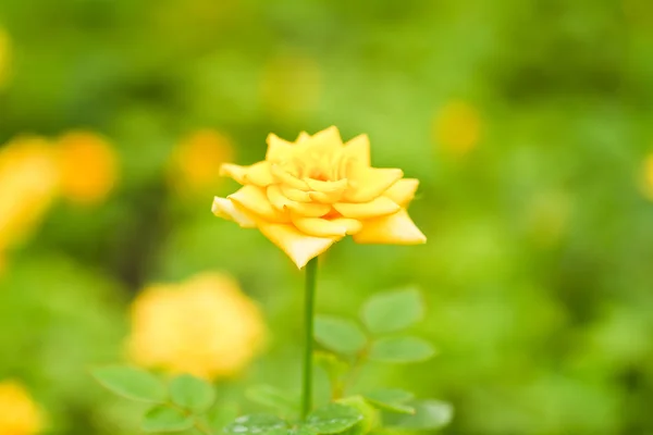 Gelbe Rosenblüten — Stockfoto