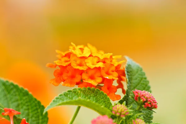 Цветы Вербена — стоковое фото