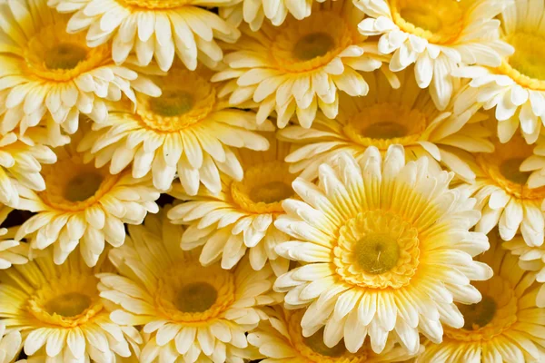 Chryzantéma bílá. — Stock fotografie