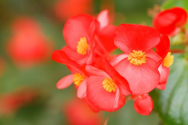 Begonia flowers in garden — Stock Photo, Image