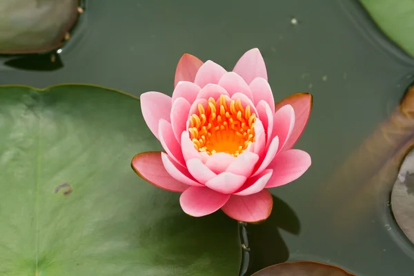 Roze water lily — Stockfoto