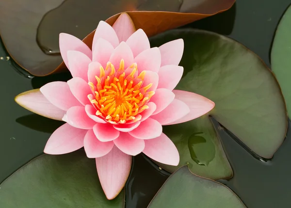 Roze water lily — Stockfoto