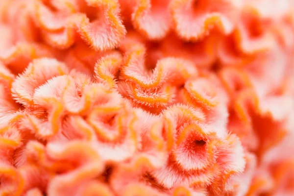 Cockscomb fiori — Foto Stock