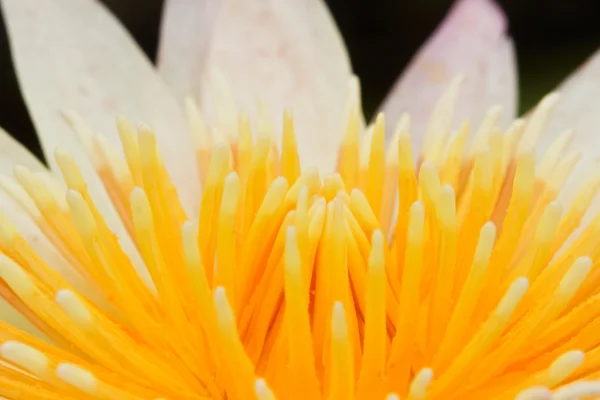 Желтая водяная лилия — стоковое фото