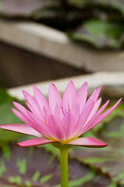 Purple lotus. — Stock Photo, Image