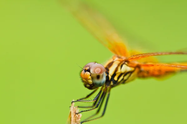 Dragonfly — Stock Photo, Image