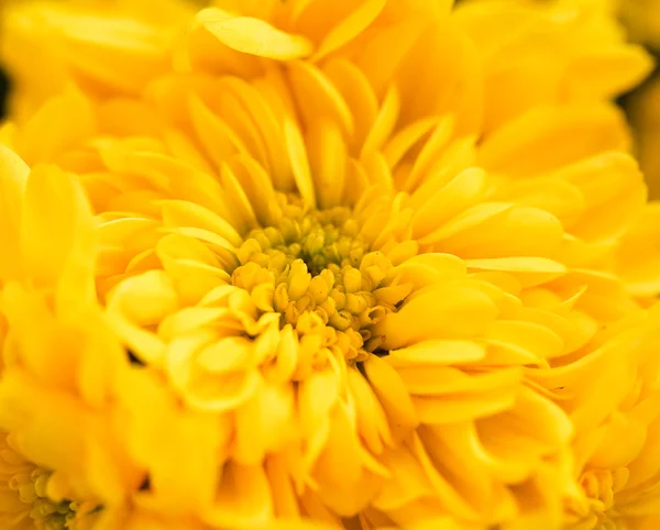 Yellow chrysanthemum — Stock Photo, Image