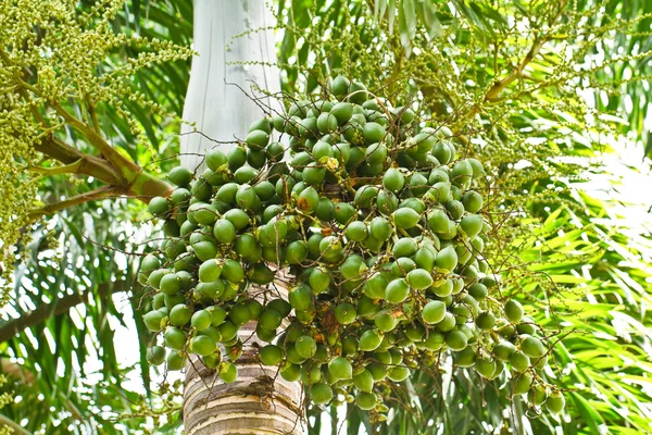 Mogen BETELNÖT eller är-ca palm mutter på träd — Stockfoto