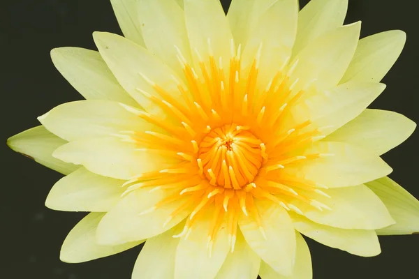 Yellow water lily — Zdjęcie stockowe