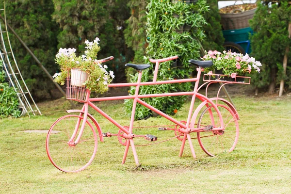 Fiore di petunia — Foto Stock