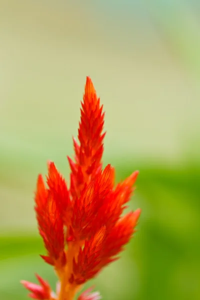 Czerwony plumped celosia flower — Zdjęcie stockowe