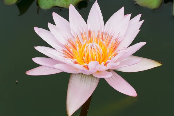 Purple lotus. — Stock fotografie