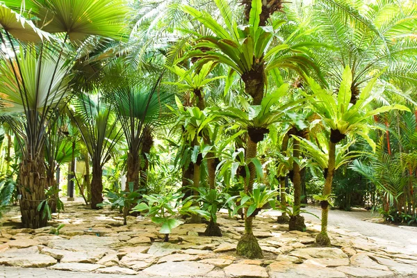 Vogel nest fern — Stockfoto