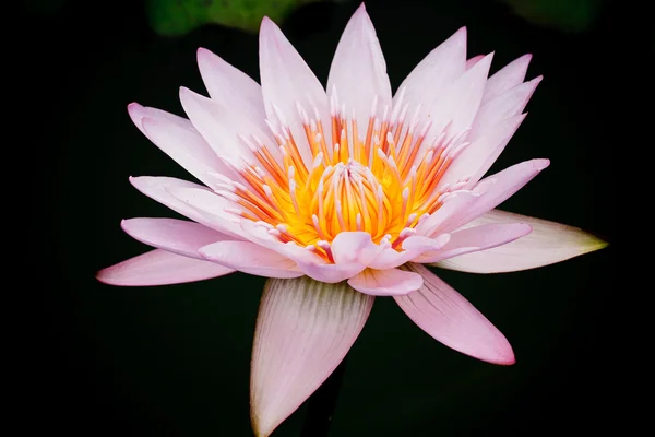 Purple lotus. — Stock Photo, Image