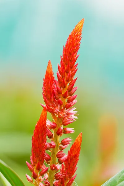 Red plumped celosia flower — Stock Photo, Image