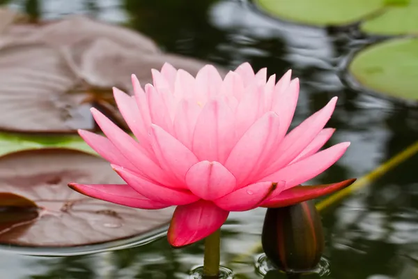 Roze water lily — Stockfoto