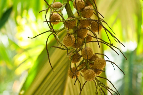 Nuez de betel madura o son-ca nuez palmera en el árbol — Foto de Stock