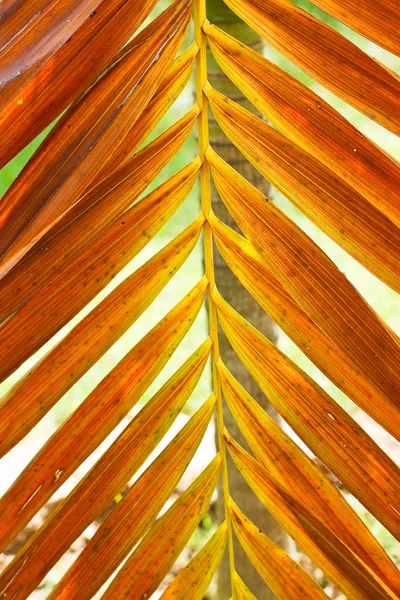 Palm leaf . — стокове фото