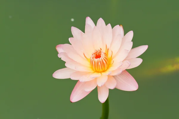 Yellow water lily — Zdjęcie stockowe