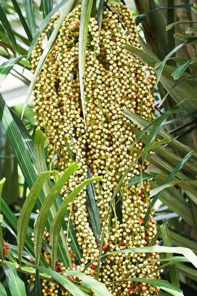 Ripe Betel Nut Or Are-ca Nut Palm On Tree — Stock Photo, Image