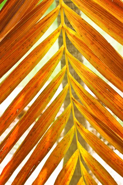 Пальмовый лист . — стоковое фото