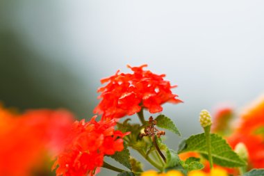 Verbena bloemen