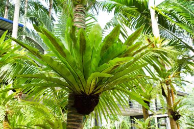 Kuş yuvası eğreltiotu