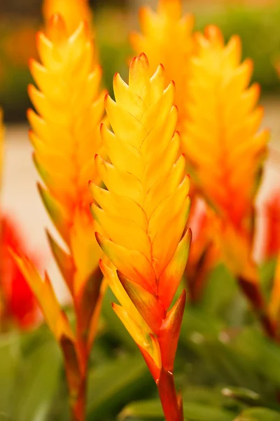 Paradiesvogel Blumen — Stockfoto