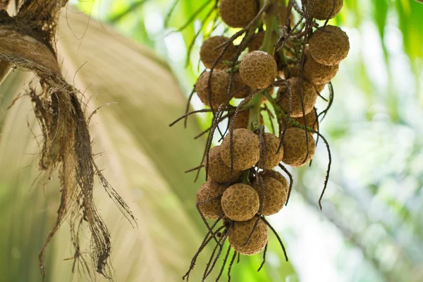 Ripe Betel Nut Or Are-ca Nut Palm On Tree — Stock Photo, Image