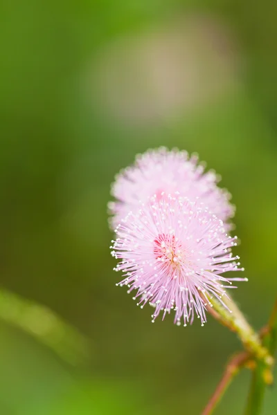 Mimosa blommor. — Stockfoto