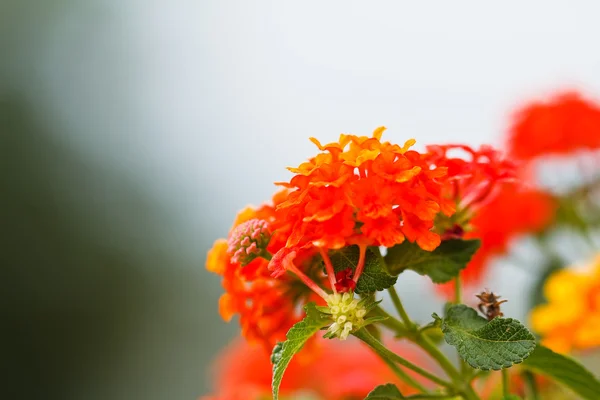 Verbenas λουλούδια — Φωτογραφία Αρχείου