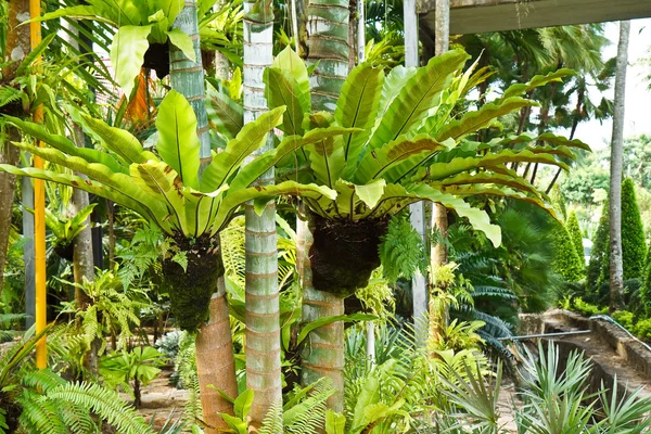 Bird nest fern — Stock Photo, Image