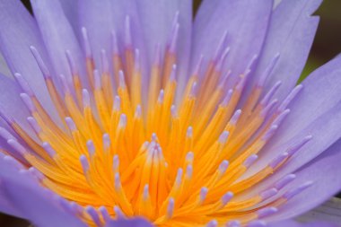 mor lotus.