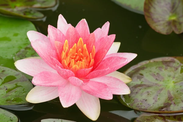 Pink Water Lily — Stock Photo, Image