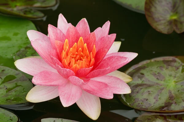 Roze water lily — Stockfoto