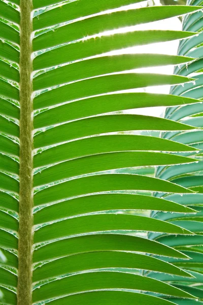Palm leaf . — стокове фото