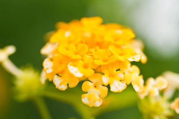 Verbenas flores — Foto de Stock