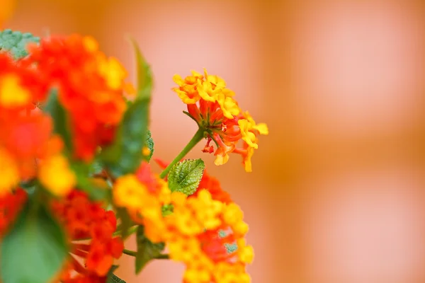 Verbenas flores — Fotografia de Stock