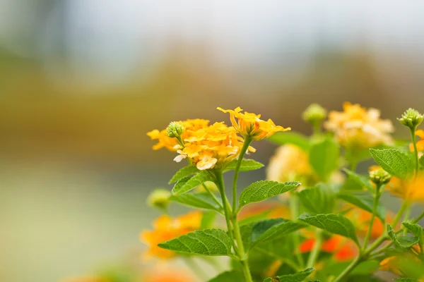 Verbenas flores — Fotografia de Stock