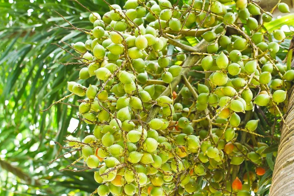 Mogen BETELNÖT eller är-ca palm mutter på träd — Stockfoto