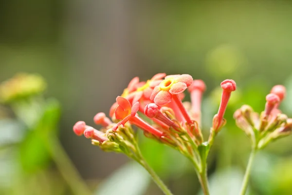 Verbenas blommor — Stockfoto